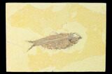 Fossil Fish (Knightia) - Wyoming #150343-1